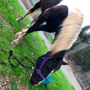 Meet your Posher, Layla